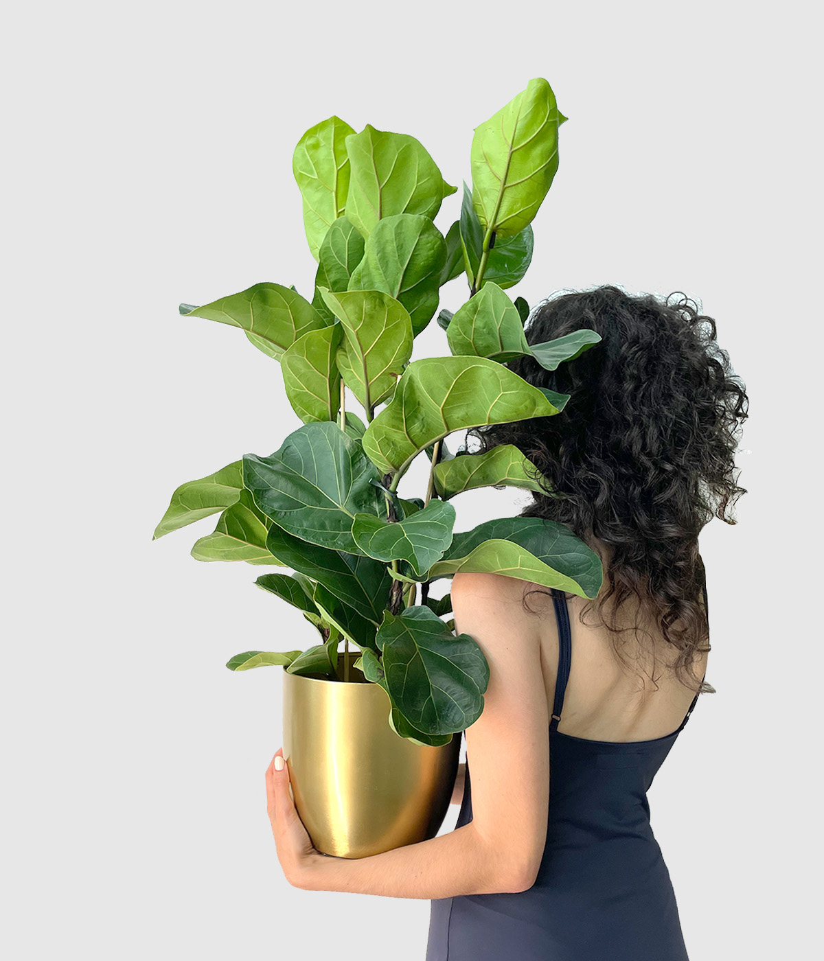Ficus lyrata tibaco