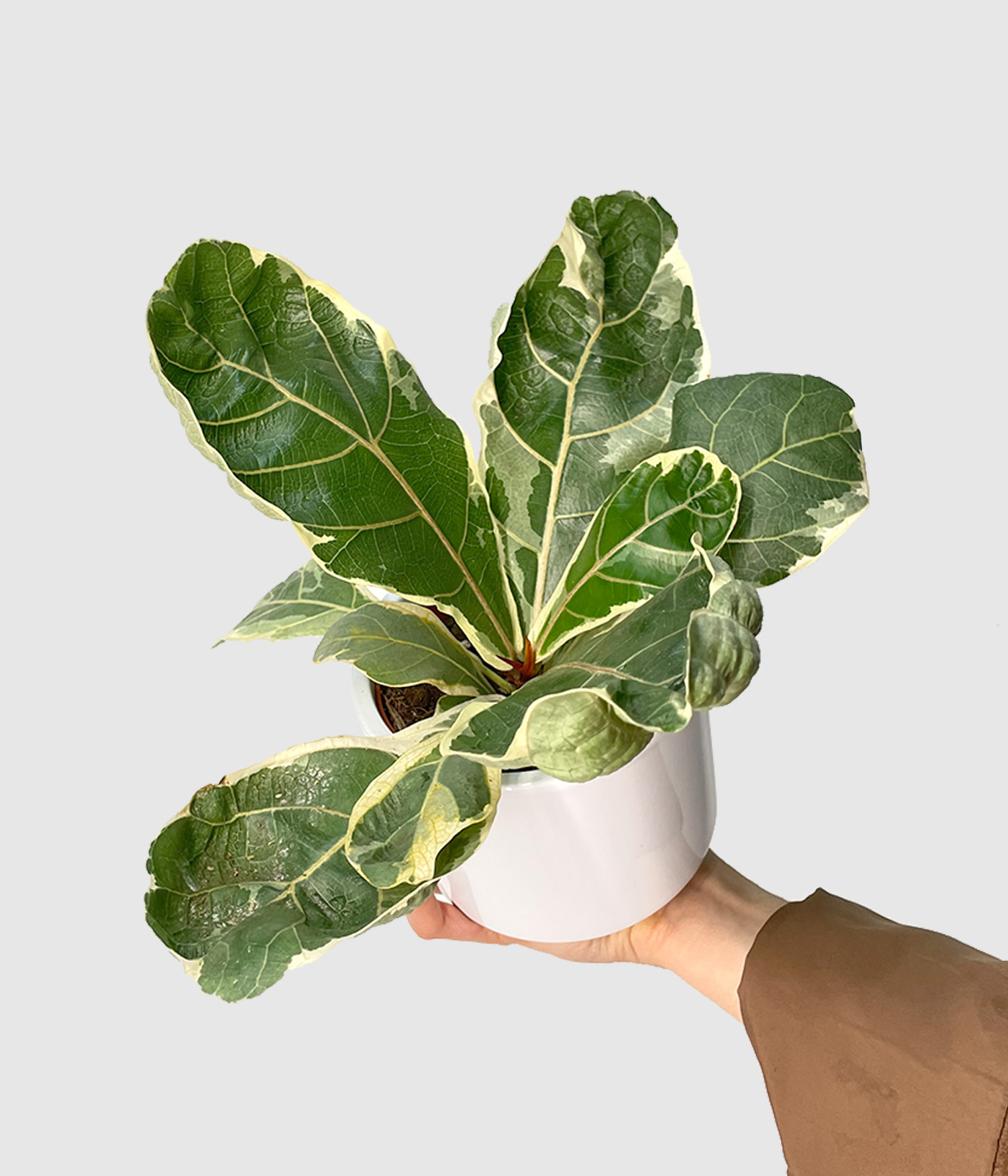 Ficus lyrata variegata