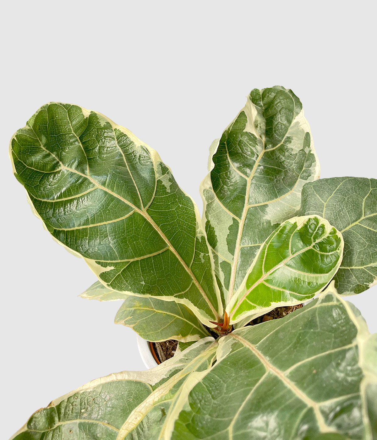 Ficus lyrata variegata2
