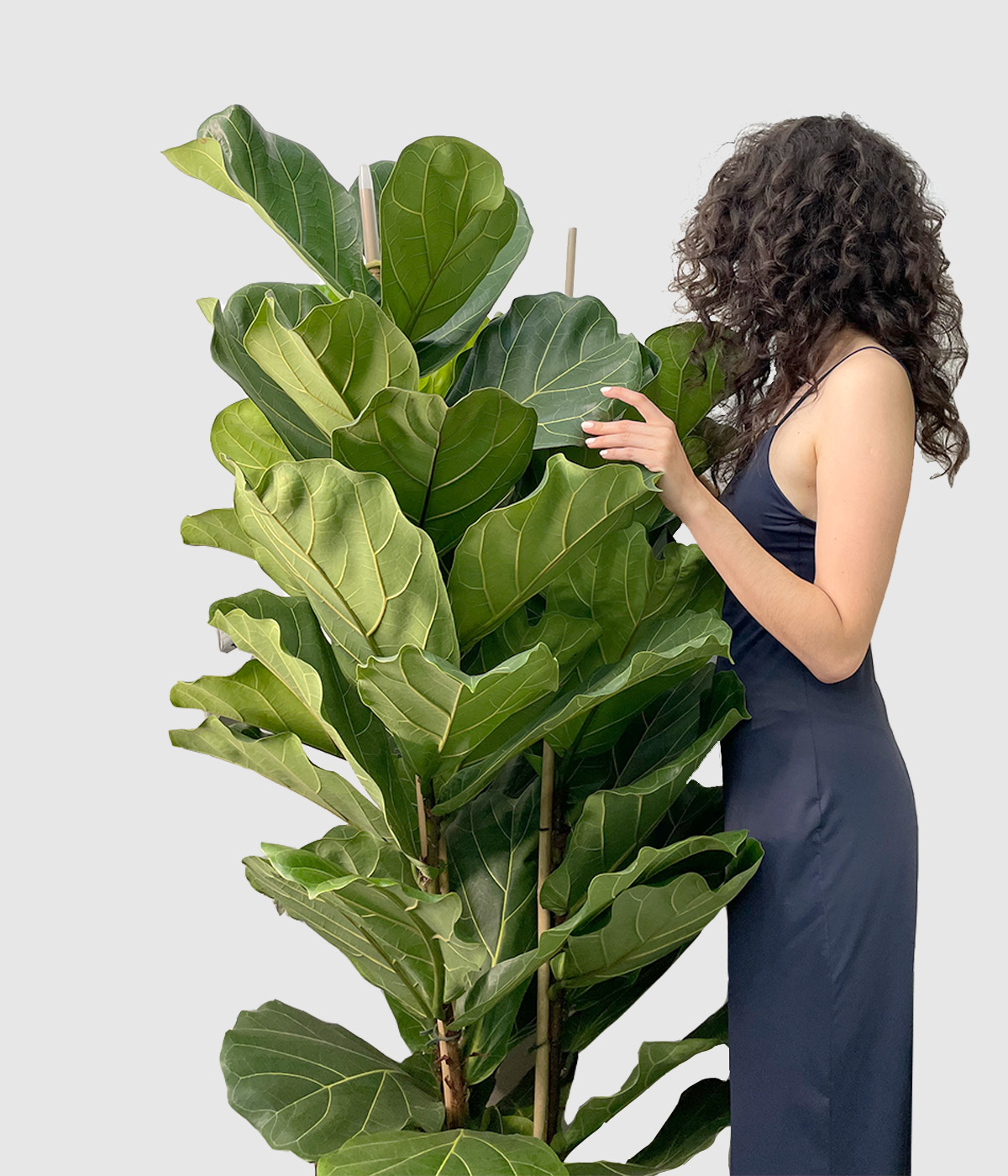 Ficus lyrata xxl