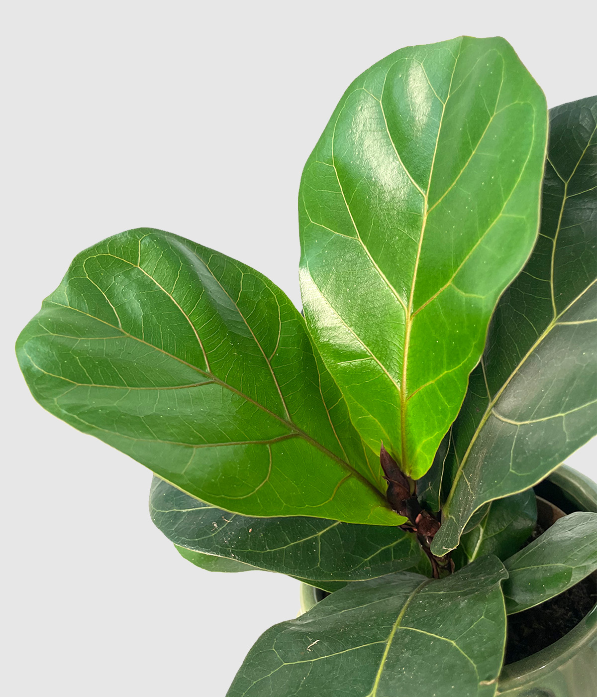 Ficus lyrata2