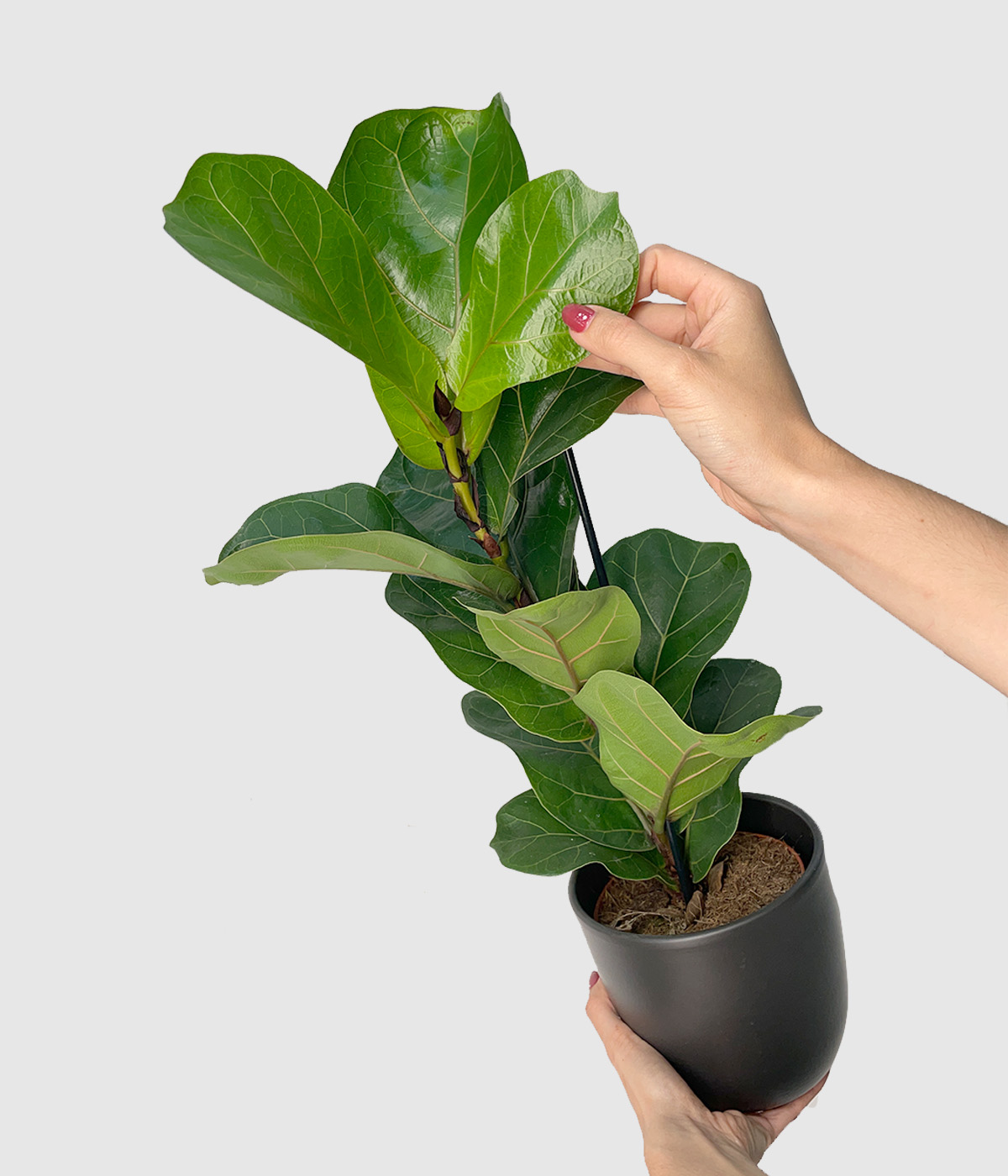 Ficus lyrata3