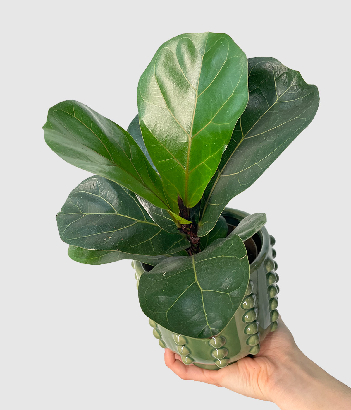 Ficus lyrata3