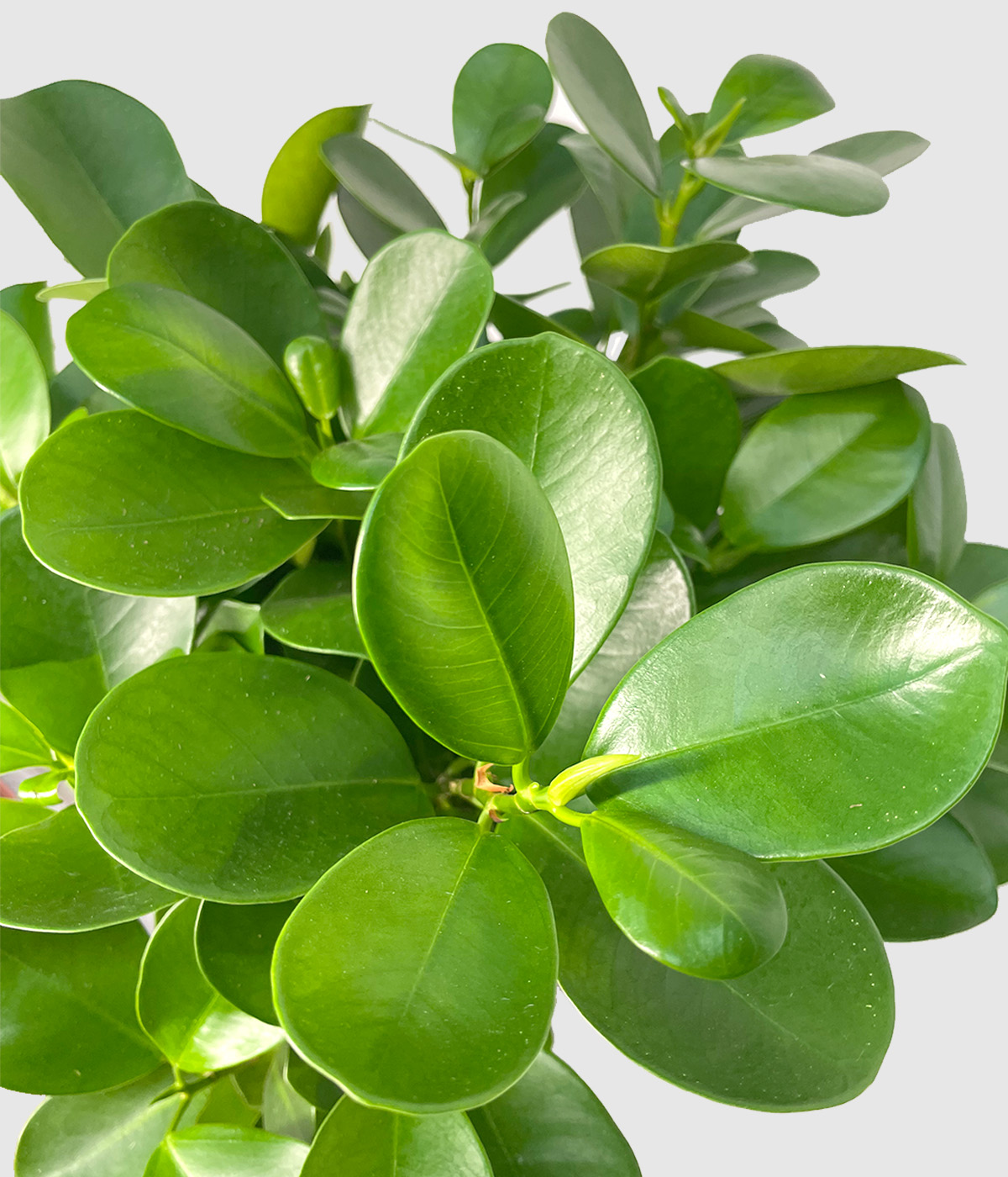 Ficus microcarpa moclame