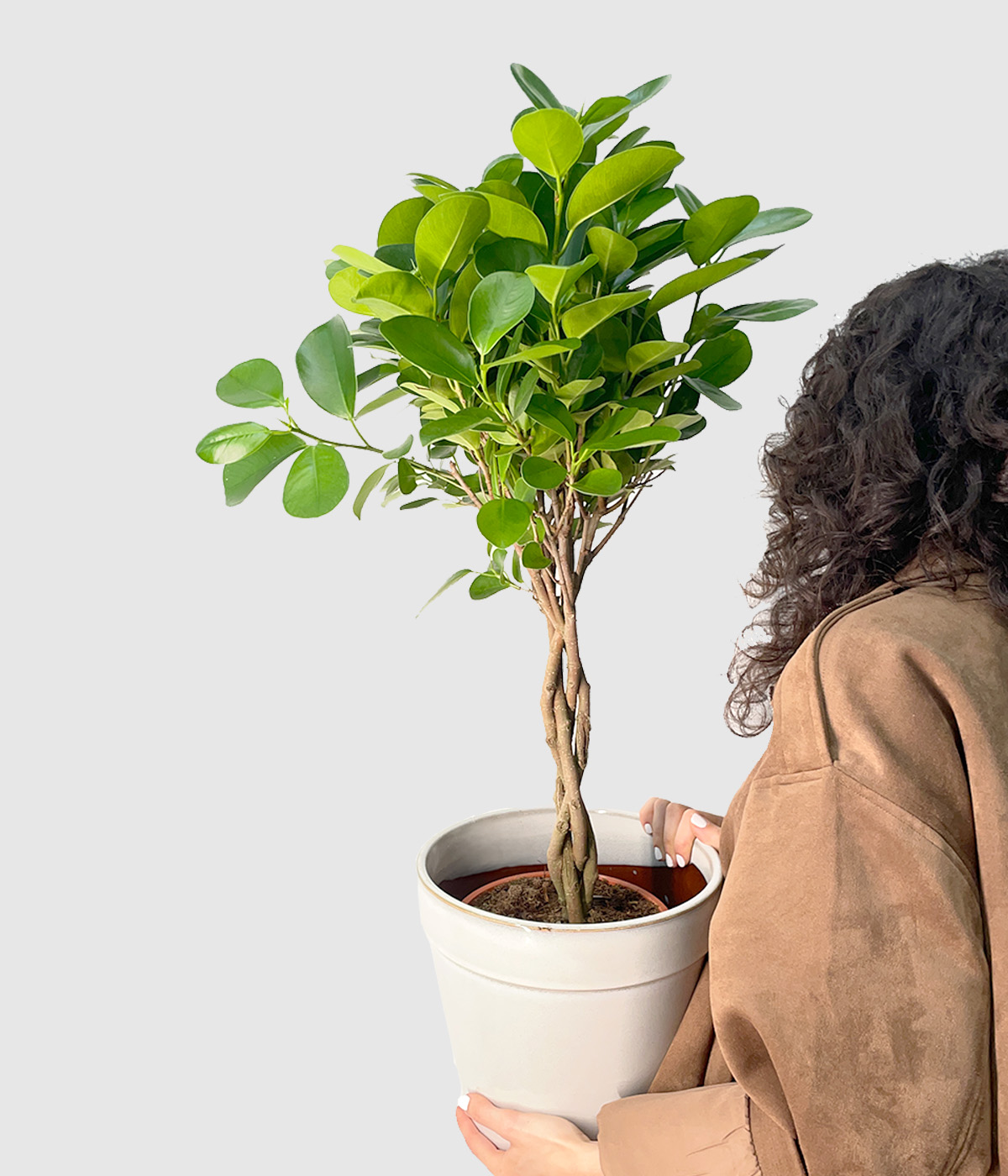 Ficus microcarpa moclame2