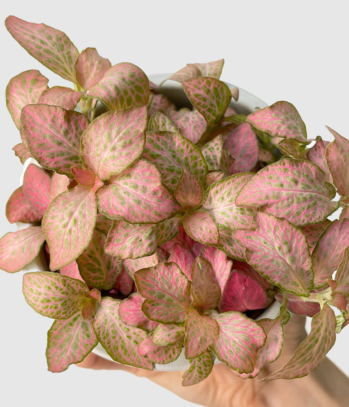 Fittonia pink special2