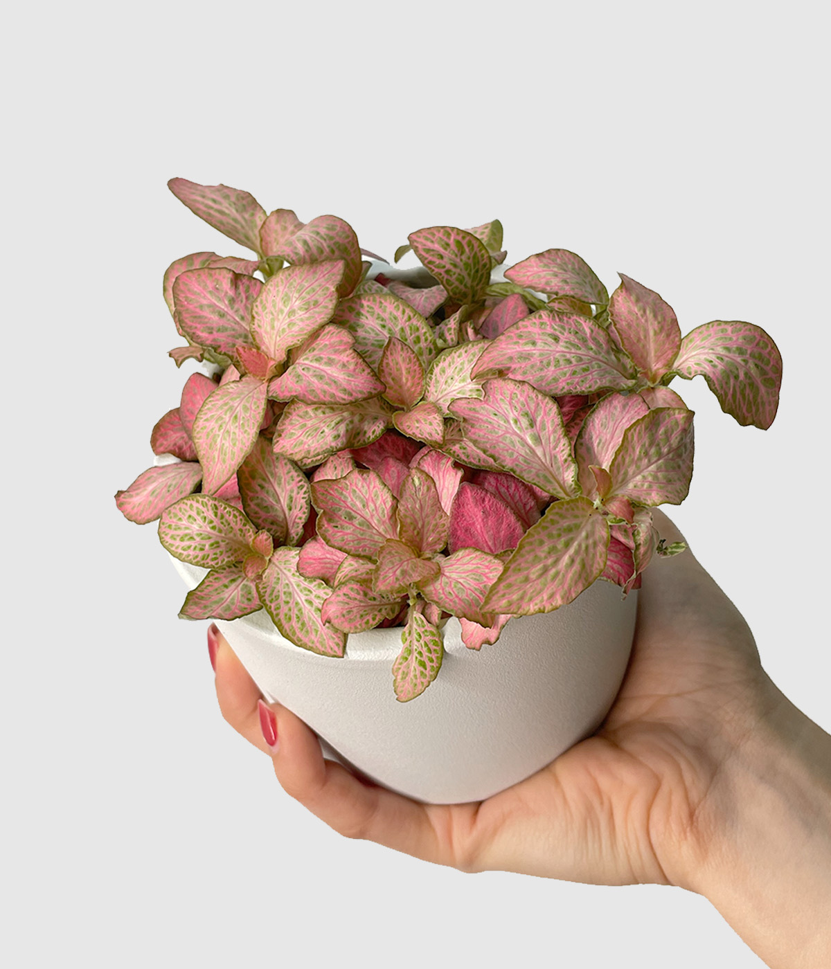 Fittonia pink special3