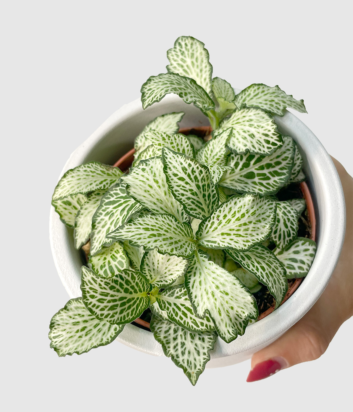 Fittonia white forest flame2