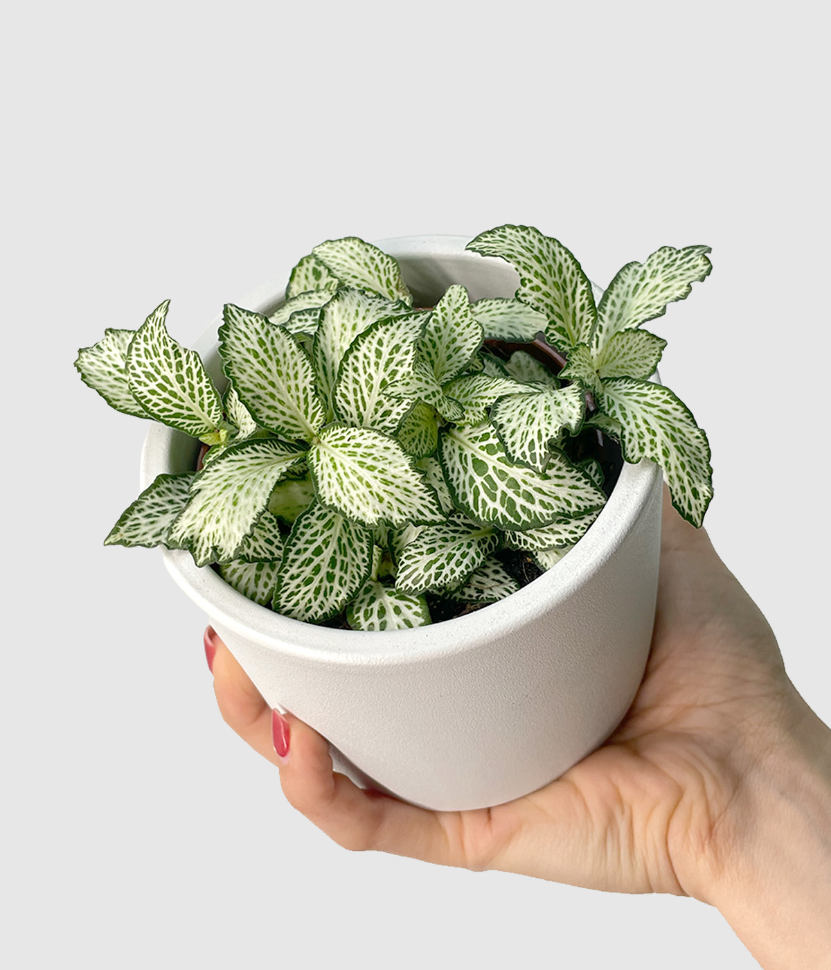 Fittonia white forest flame3