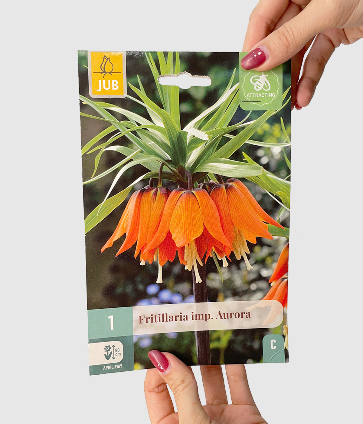 Fritillaria aurora