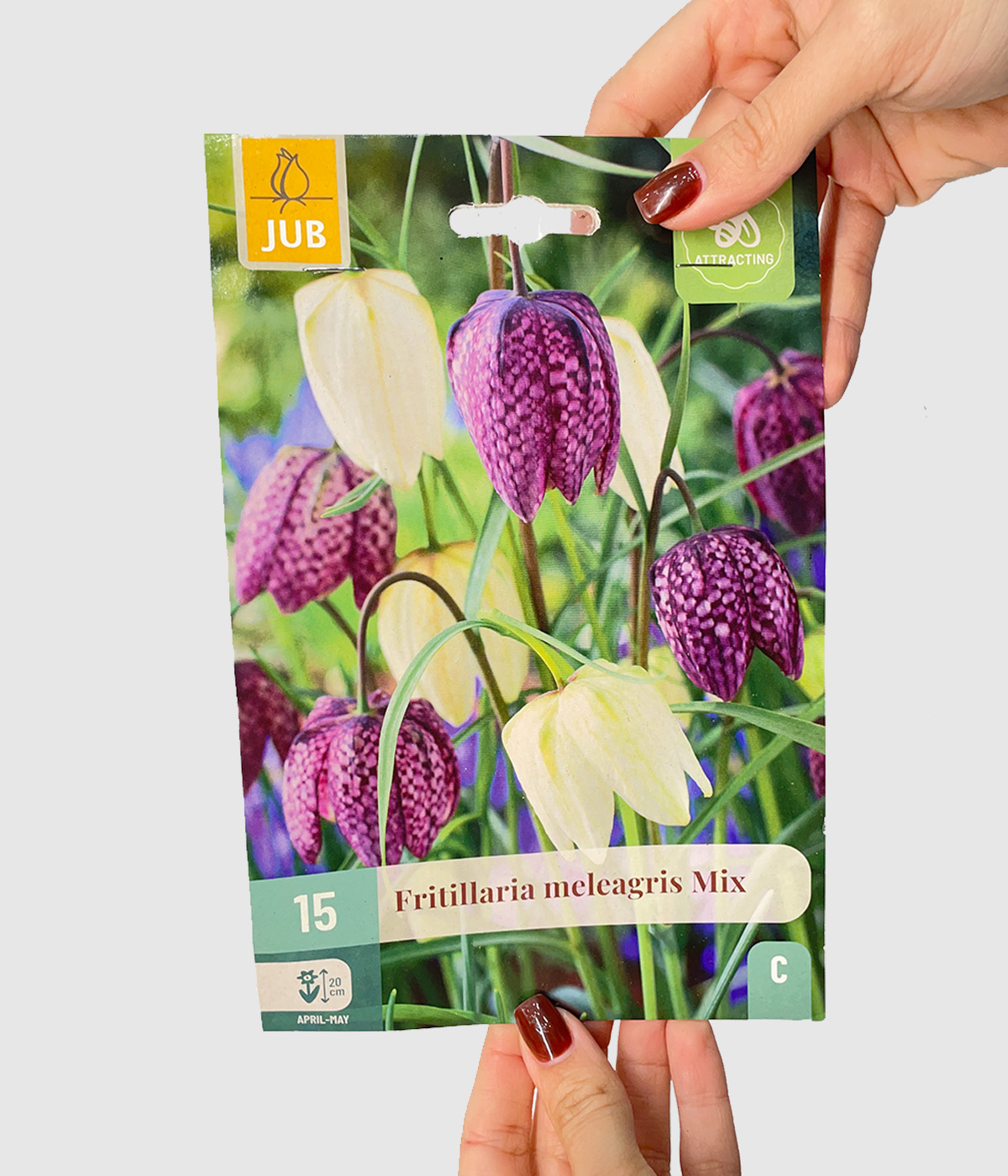 Fritillaria mix