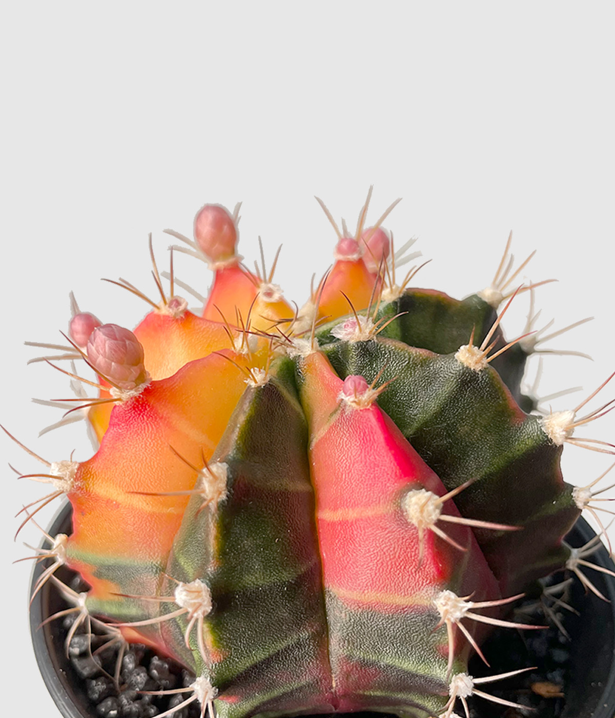 Gymnocalycium