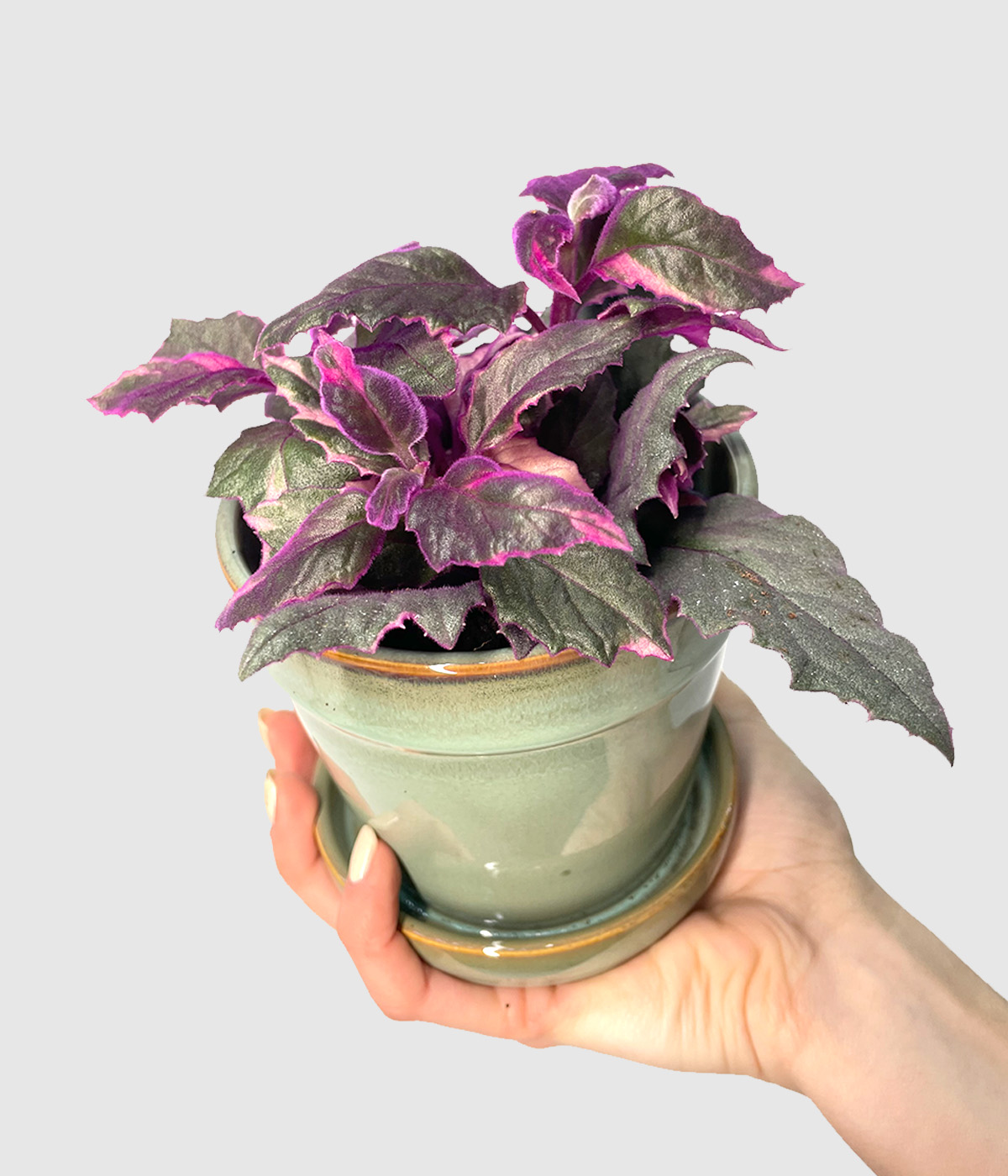 Gynura variegata2