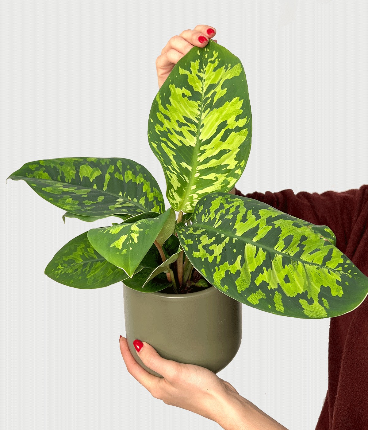Homalomena cam 3983