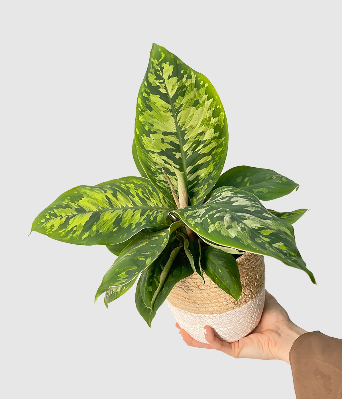 Homalomena camouflage