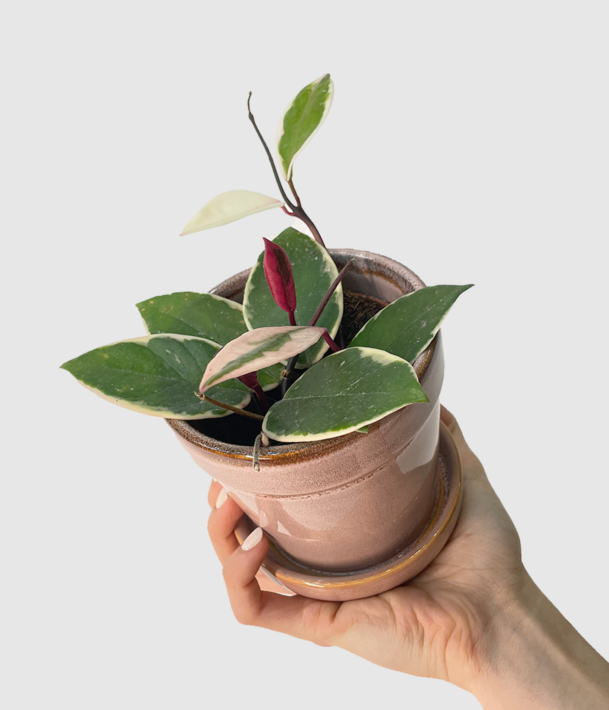 Hoya carnosa flamingo dream
