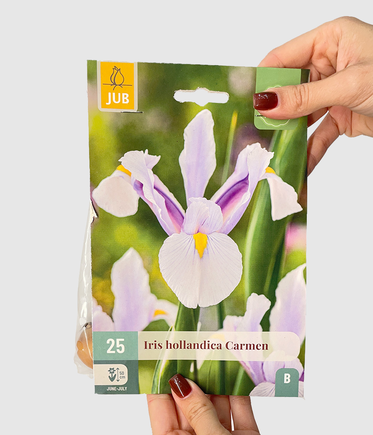 Iris hollandica carmen