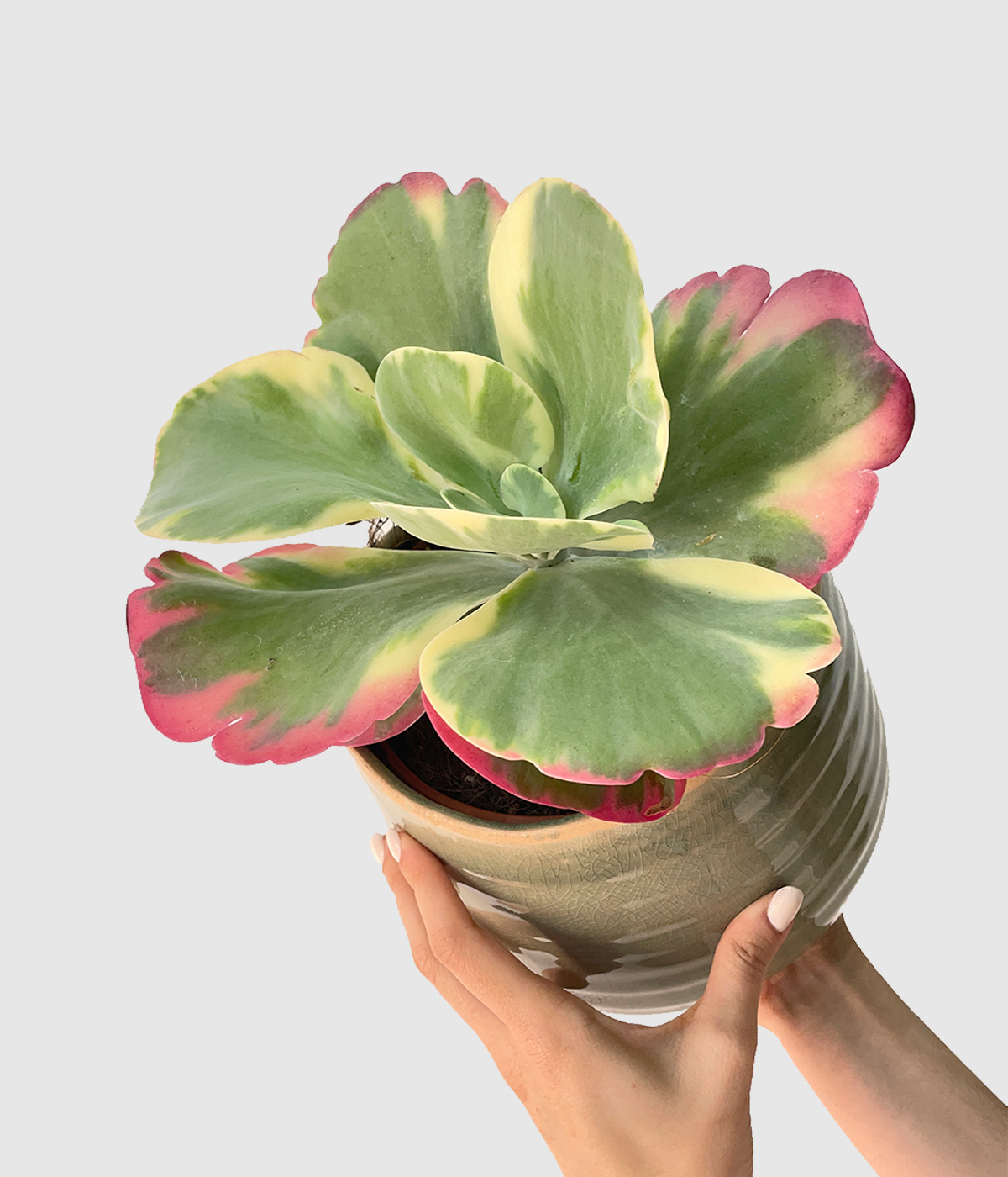 Kalanchoe thyrsiflora variegata