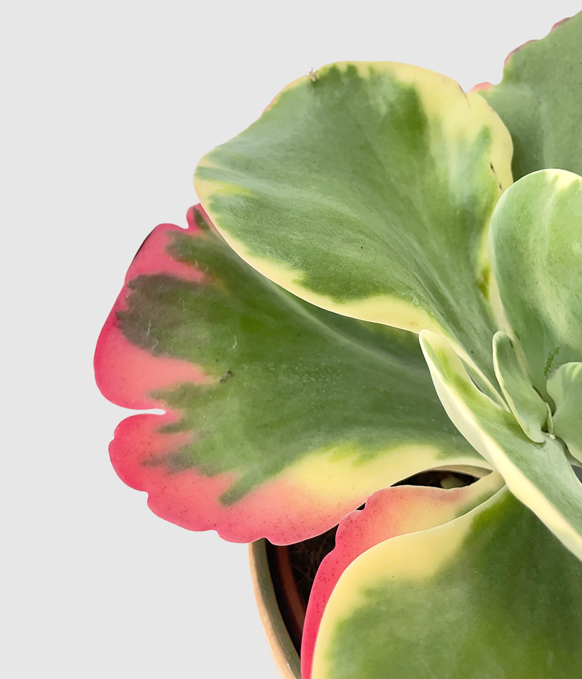 Kalanchoe thyrsiflora variegata2