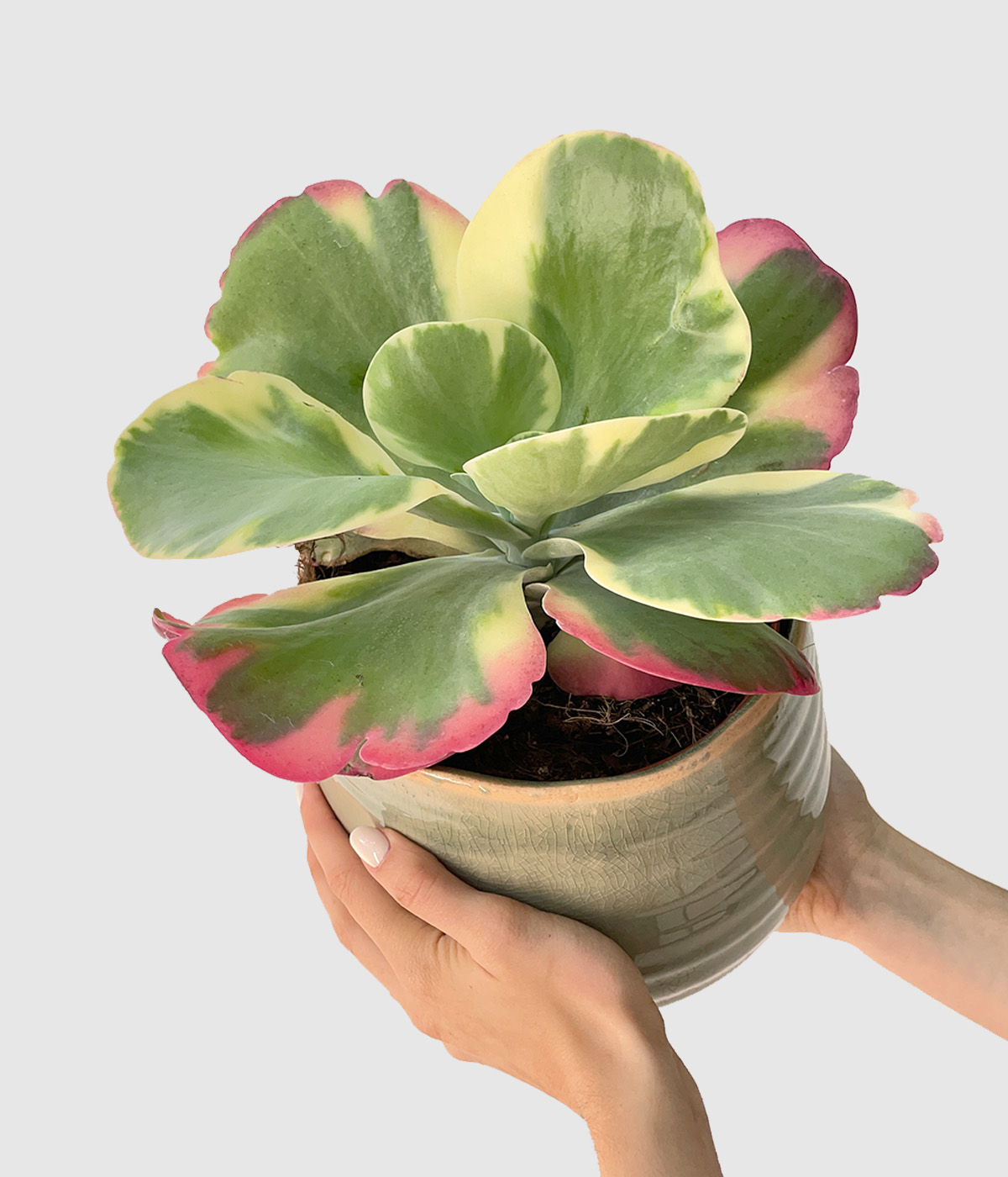 Kalanchoe thyrsiflora variegata3