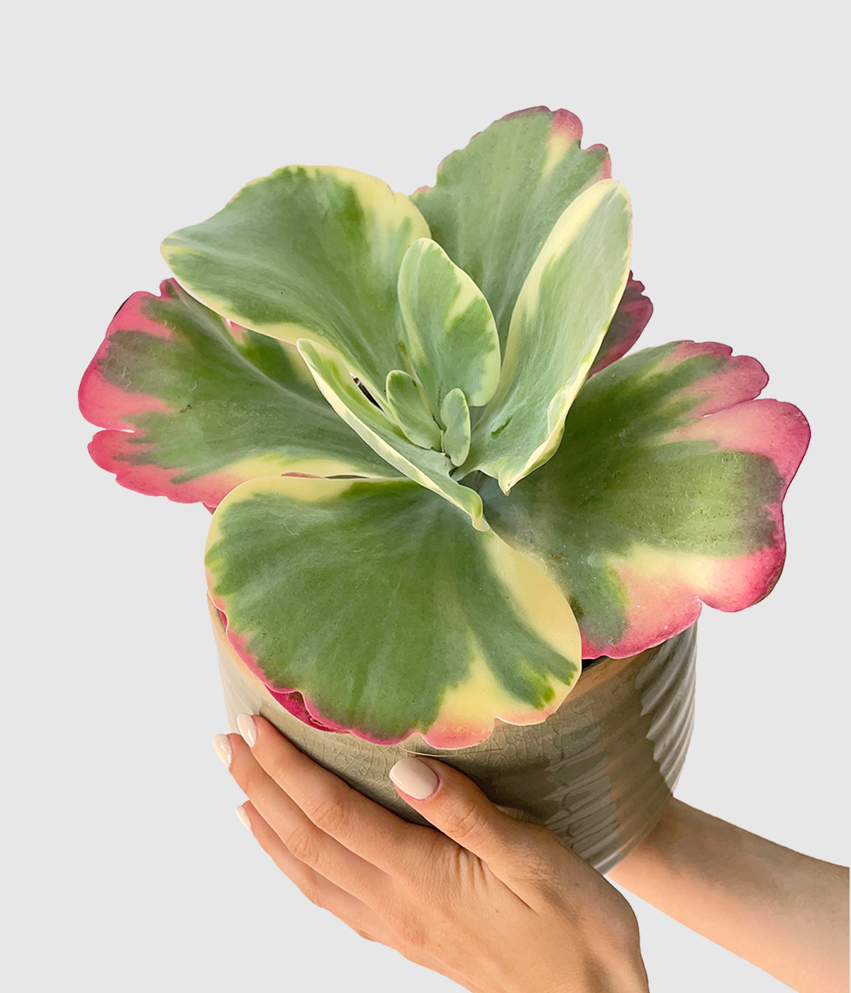Kalanchoe thyrsiflora variegata4