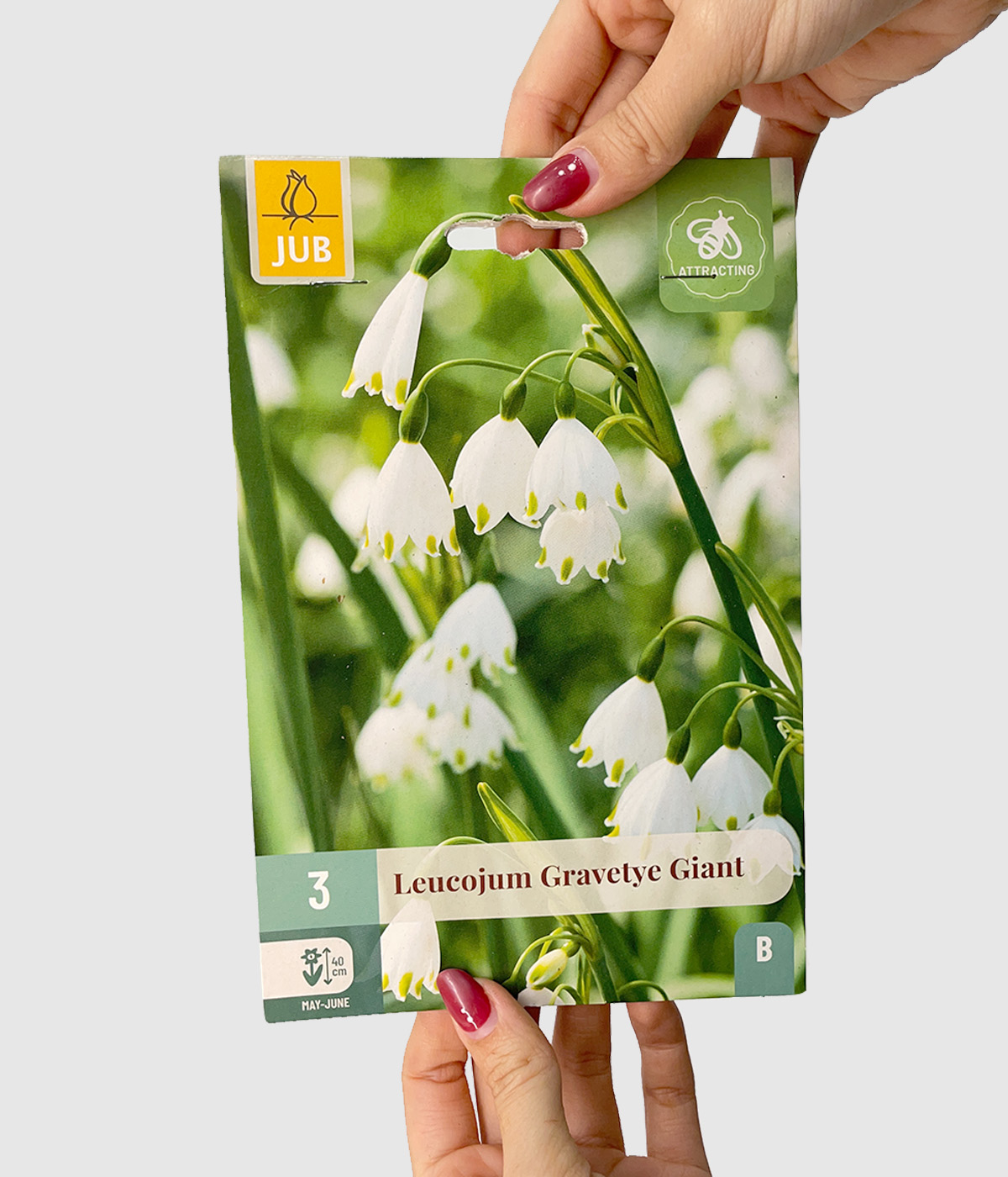 Leucojum gravetye giant