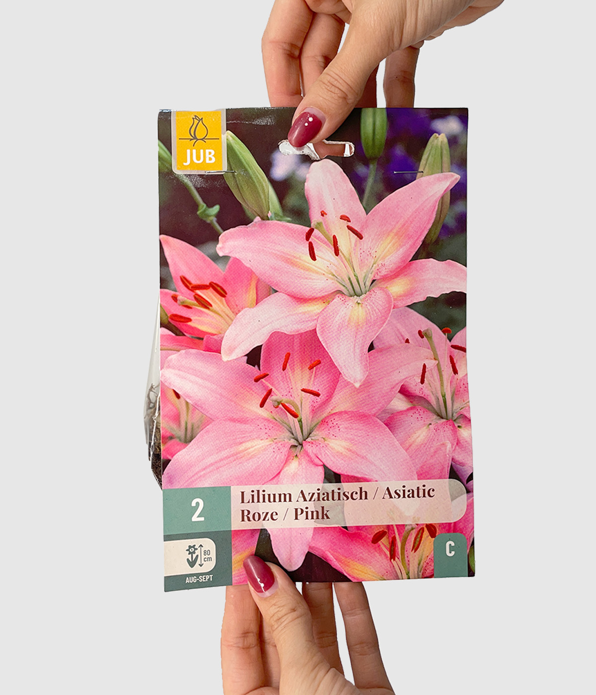Lilium asiatic pink
