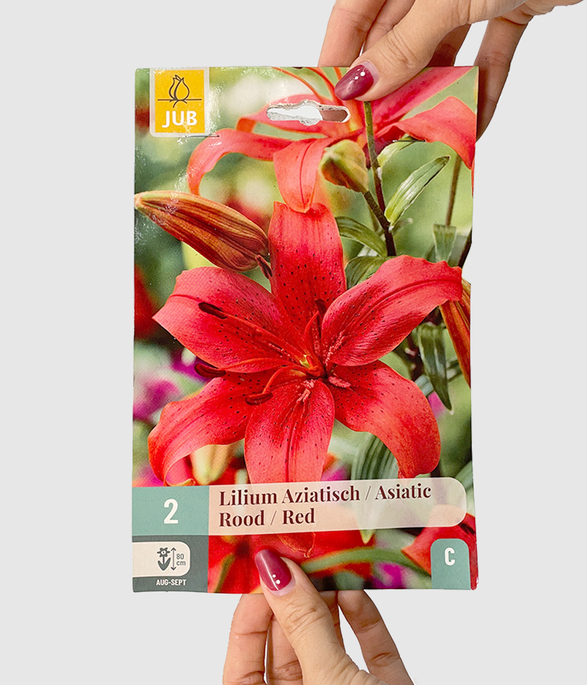 Lilium asiatic red