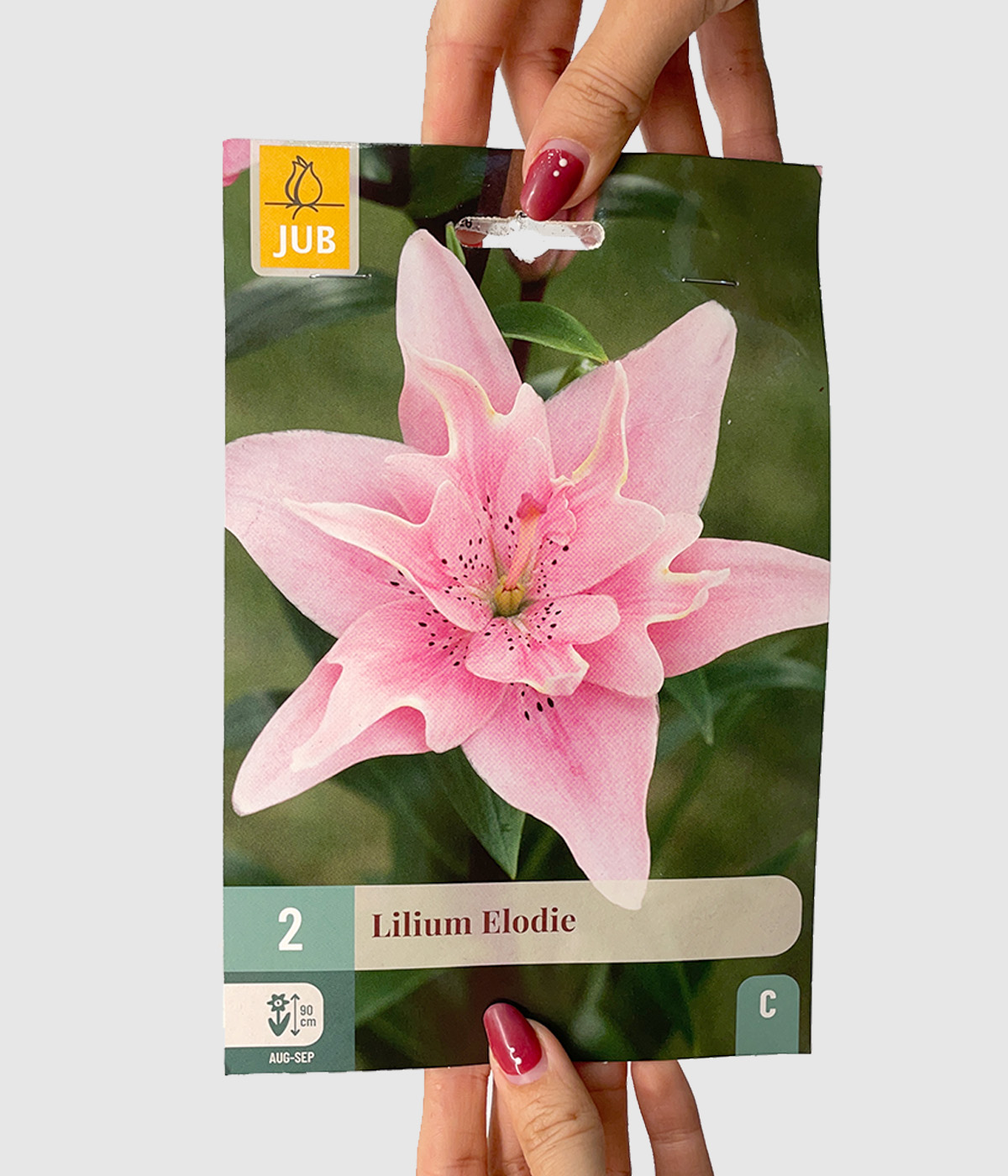 Lilium elodie