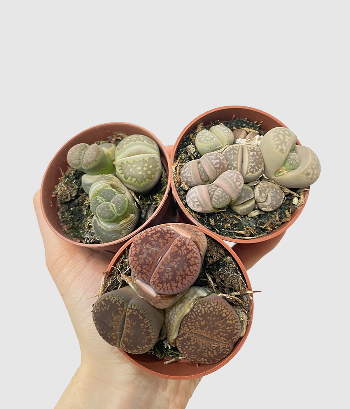 Lithops