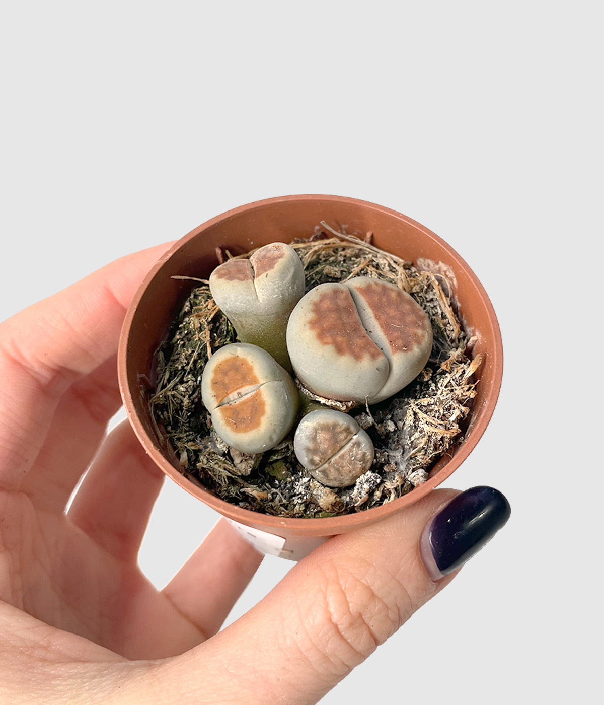 Lithops2