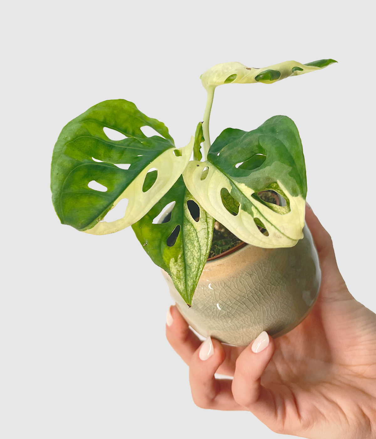 Monstera adansonii albovariegata3