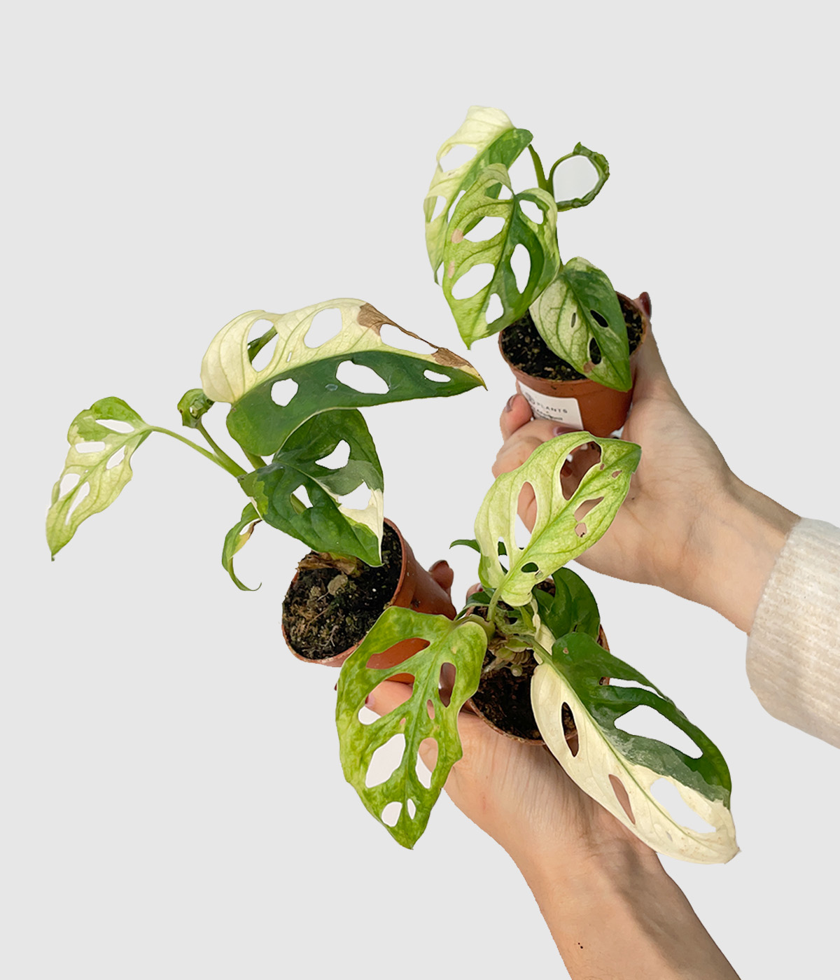 Monstera adansonii variegata zalostna2