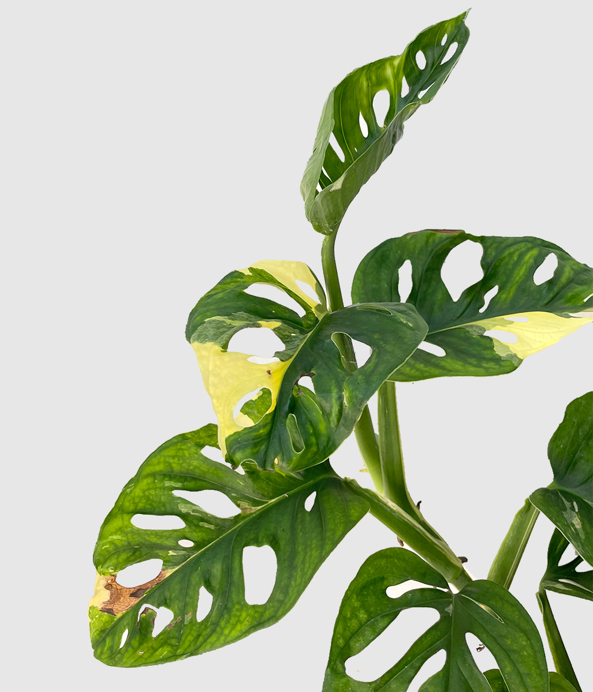 Monstera adansonii variegata