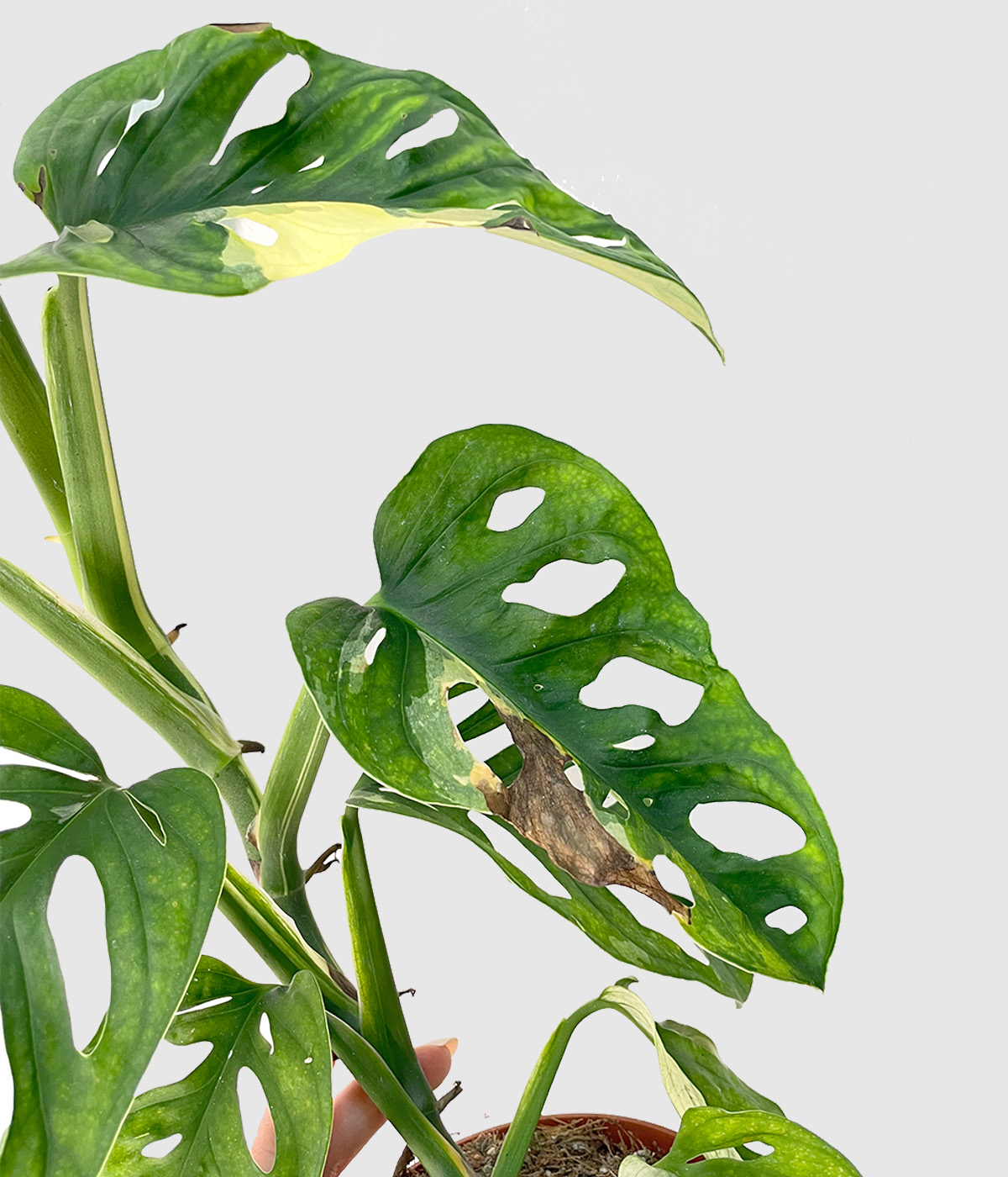 Monstera adansonii variegata2
