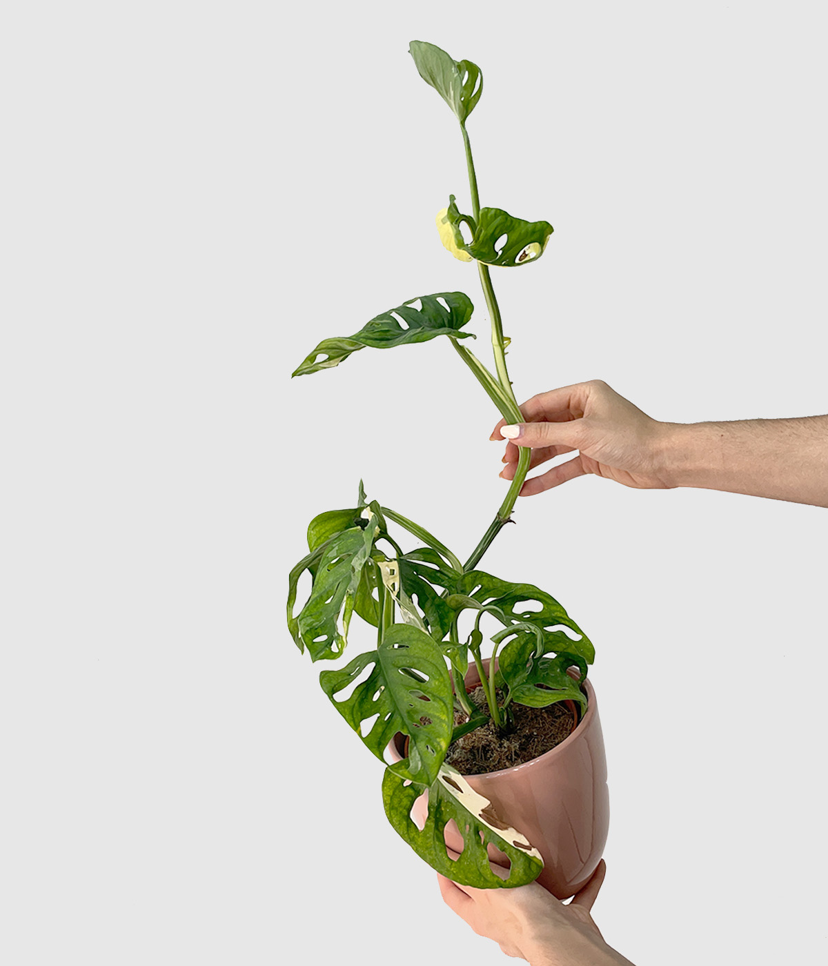 Monstera adansonii variegata3