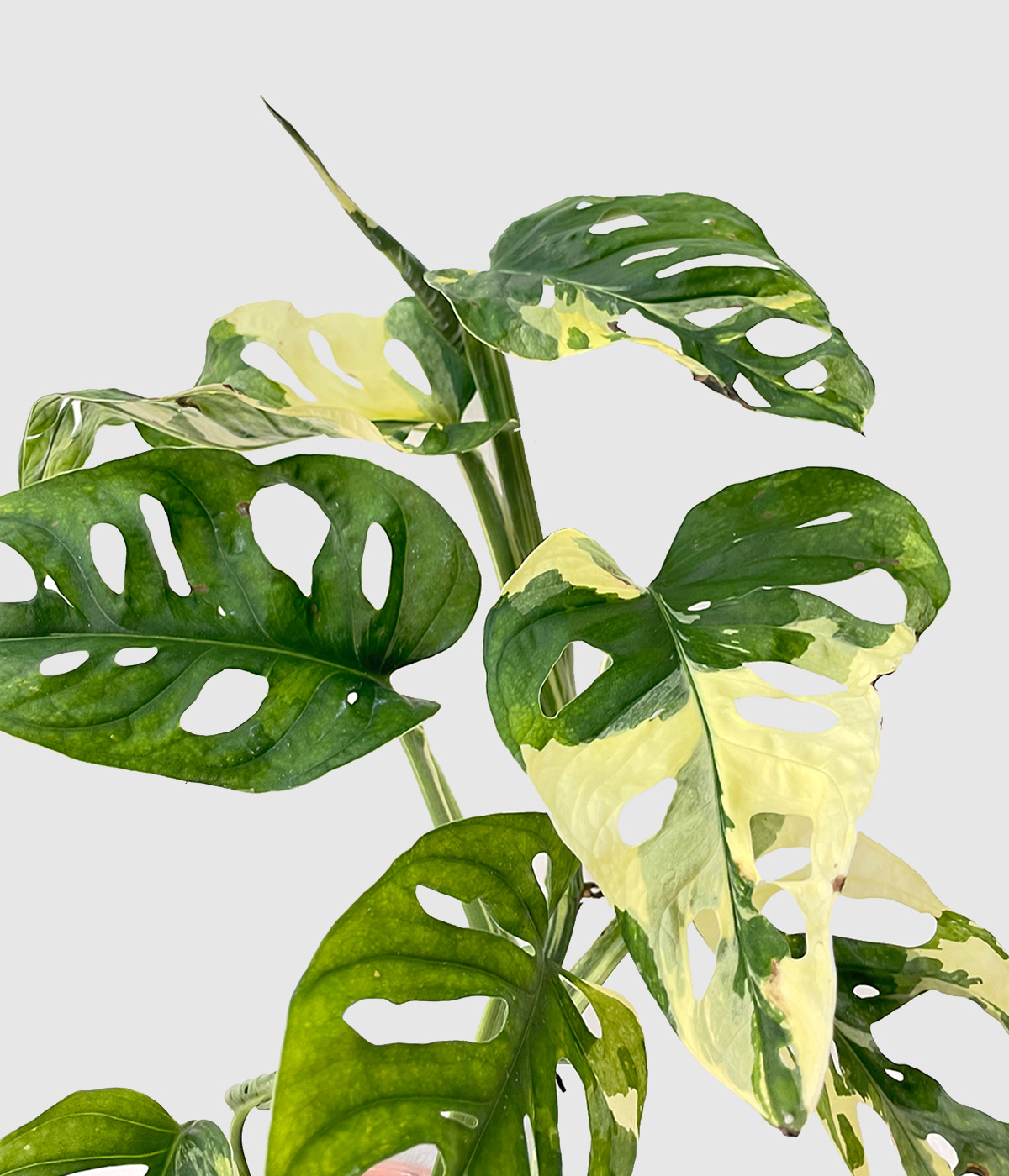 Monstera adansonii variegata4