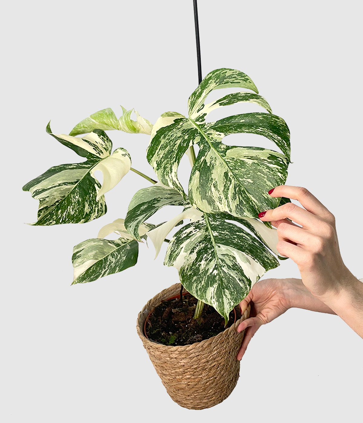 Monstera albo