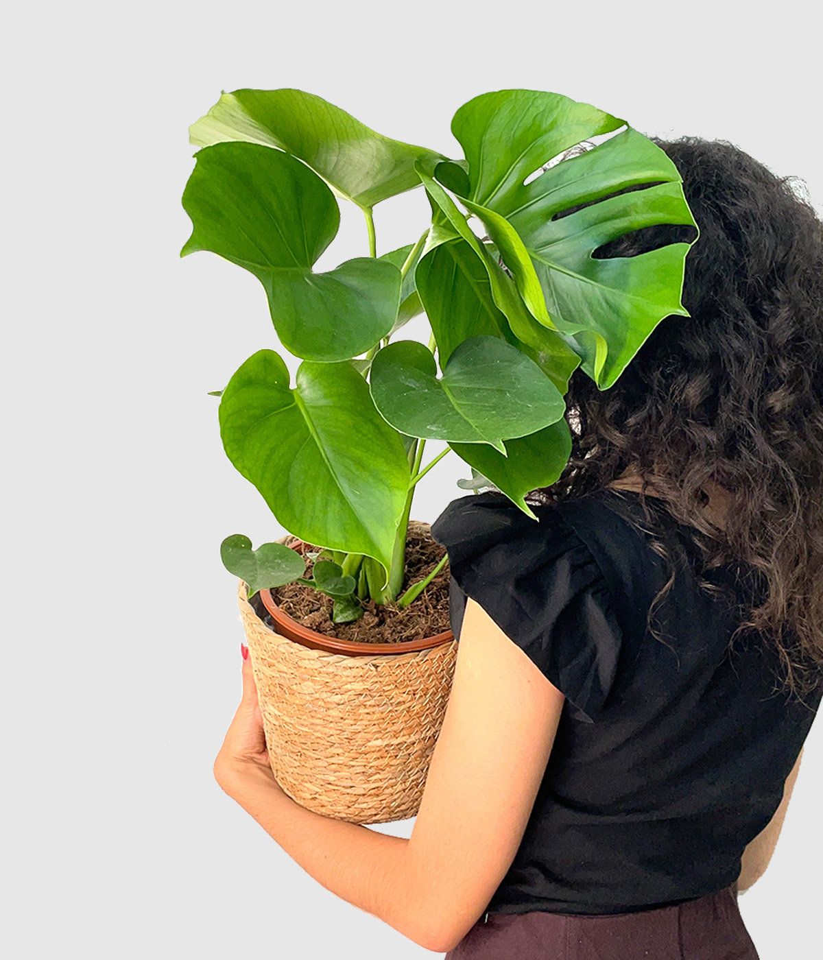 Monstera deliciosa2