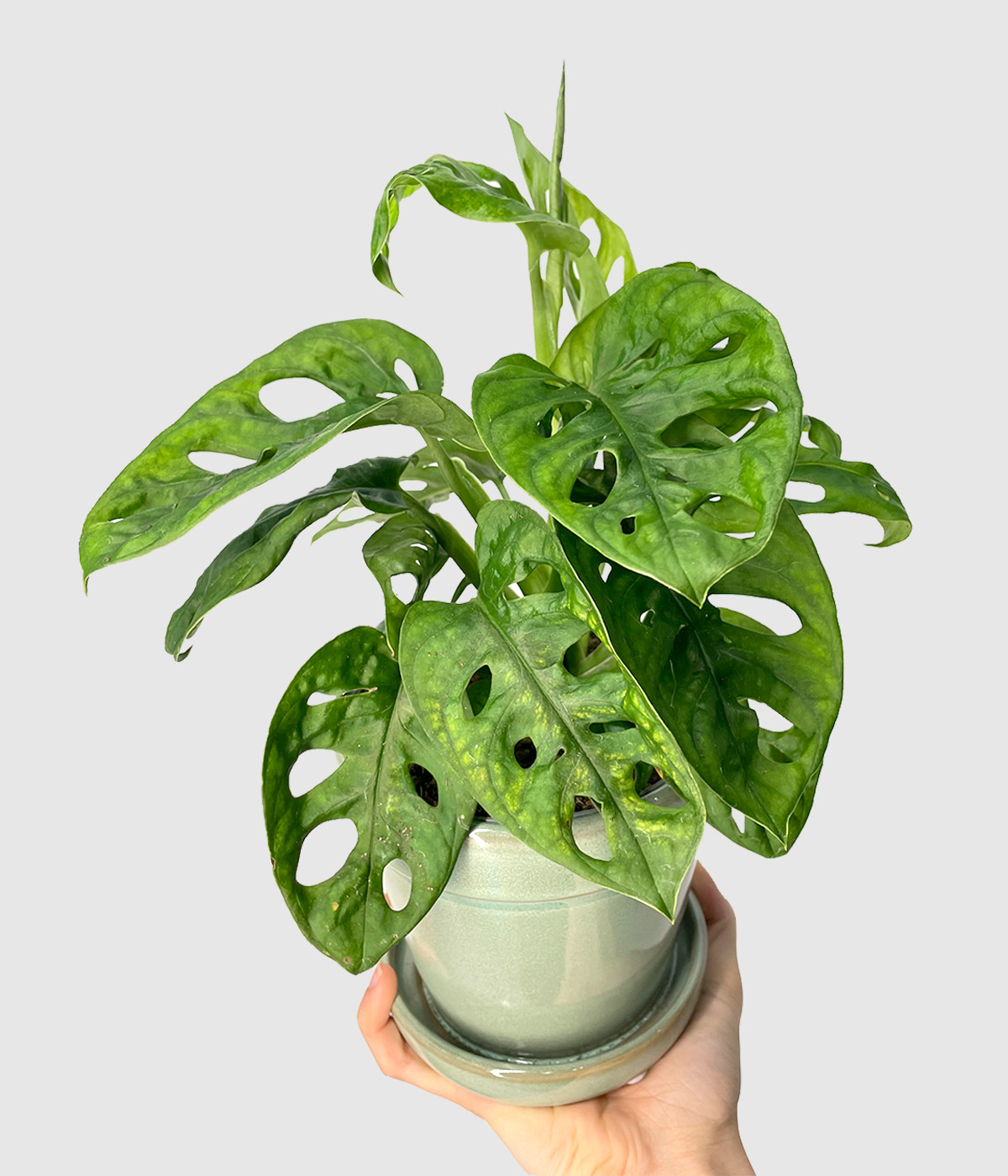 Monstera monkey leaf