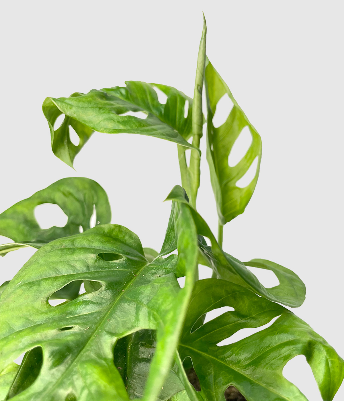 Monstera monkey leaf2