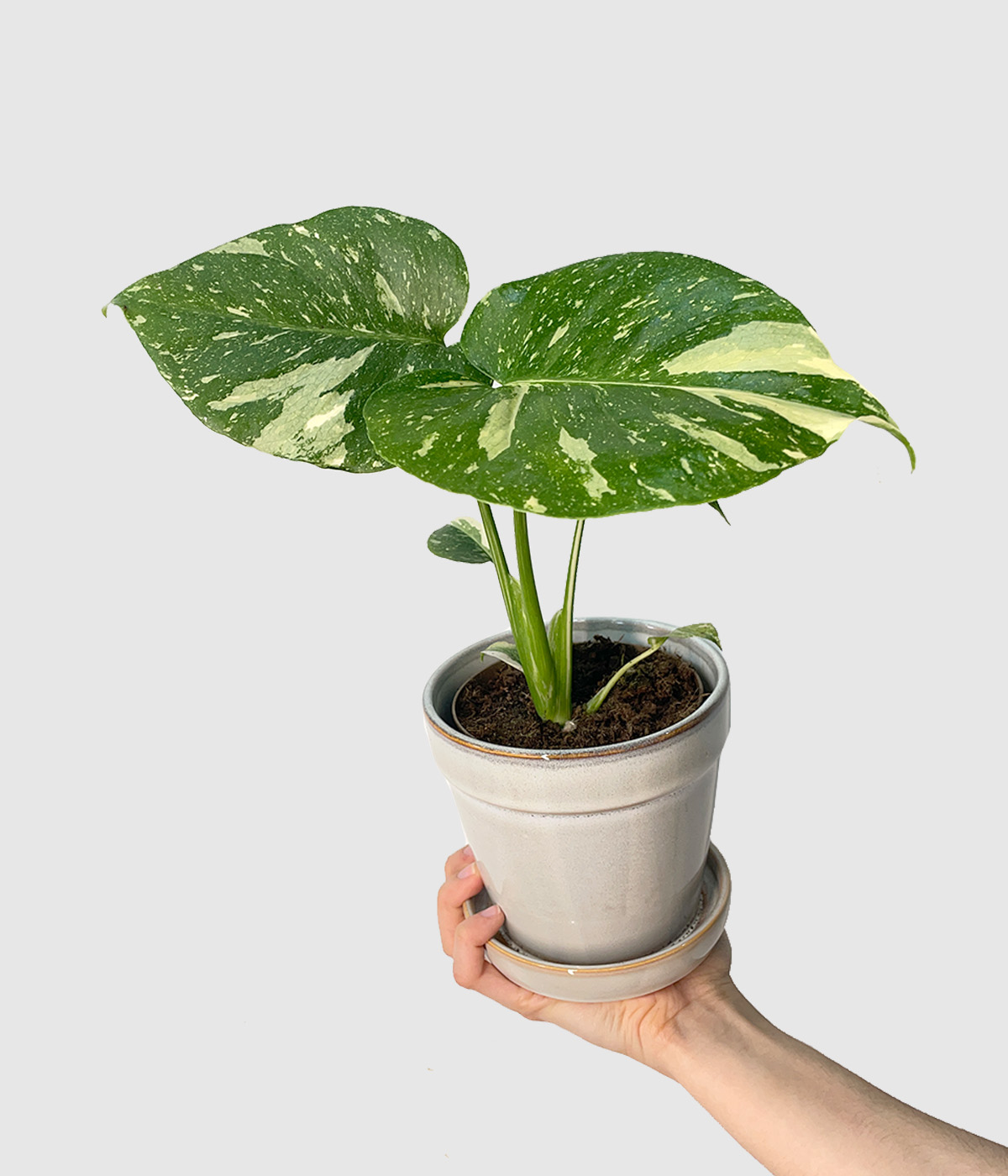 Monstera thai constellation