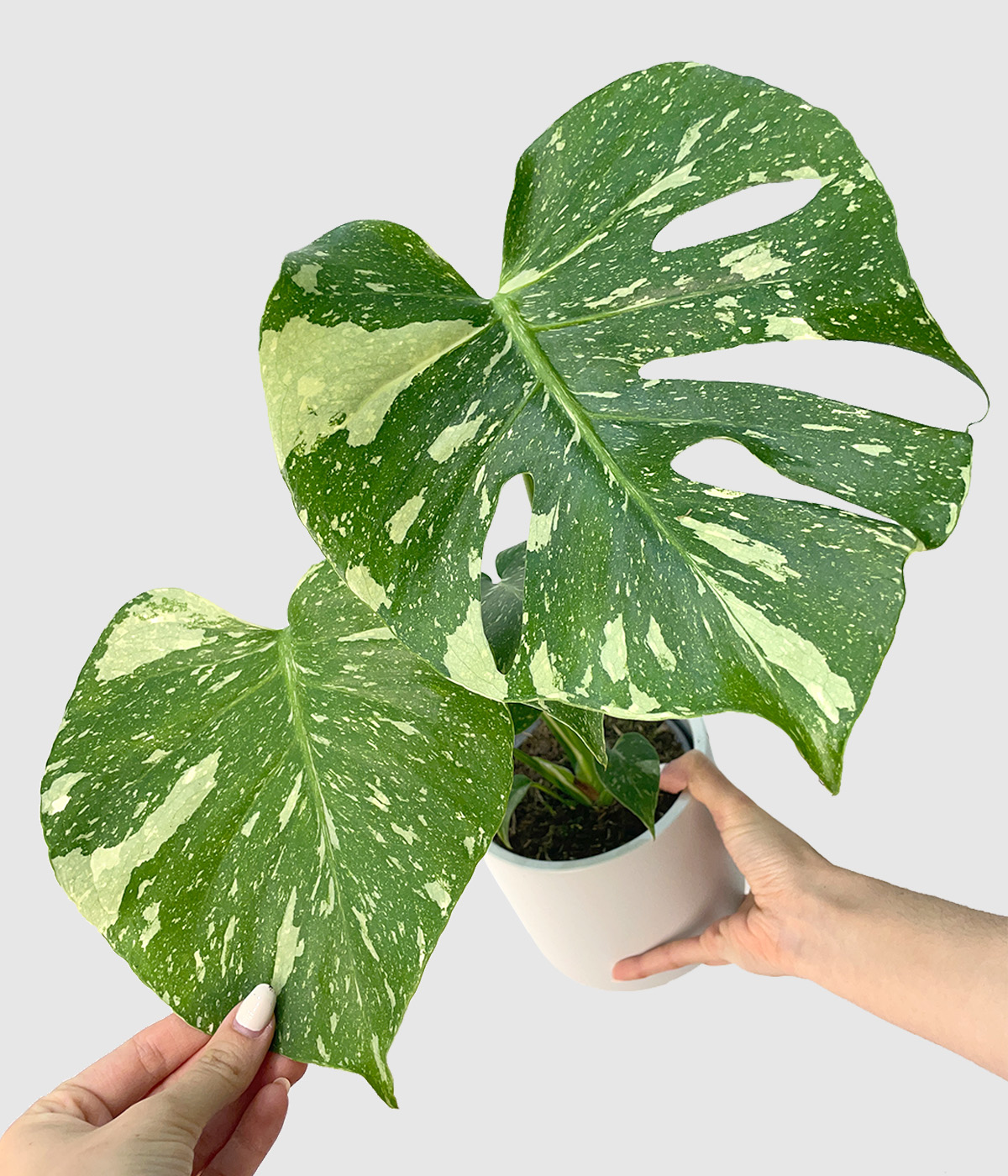 Monstera thai constellation2