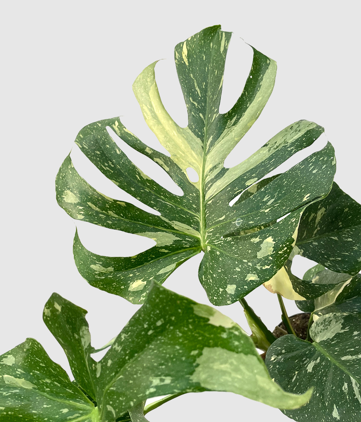 Monstera thai constellation2