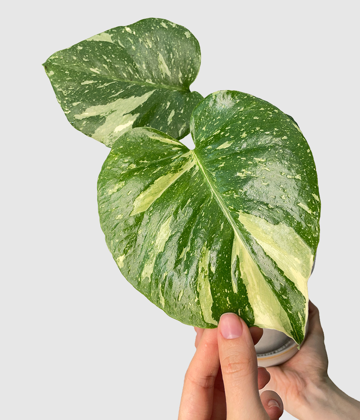 Monstera thai constellation2