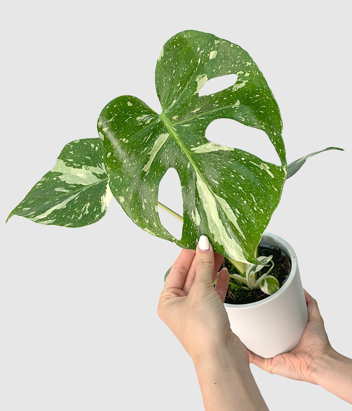 Monstera thai constellation3