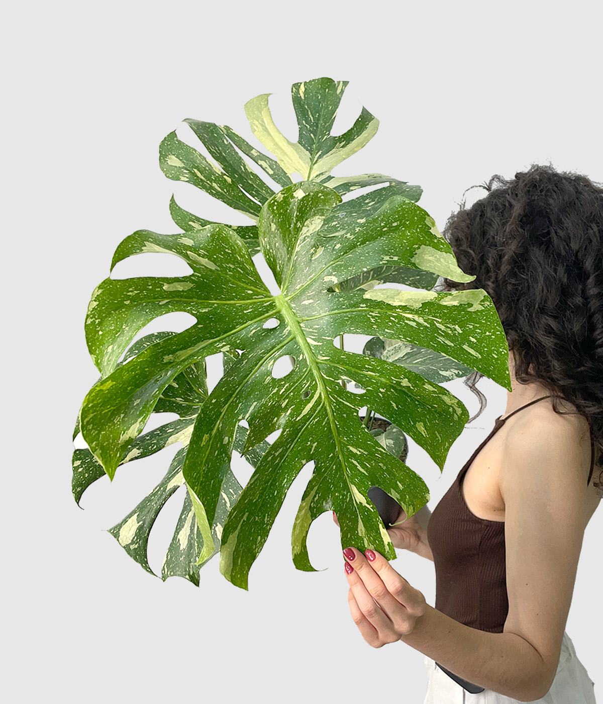 Monstera thai constellation4