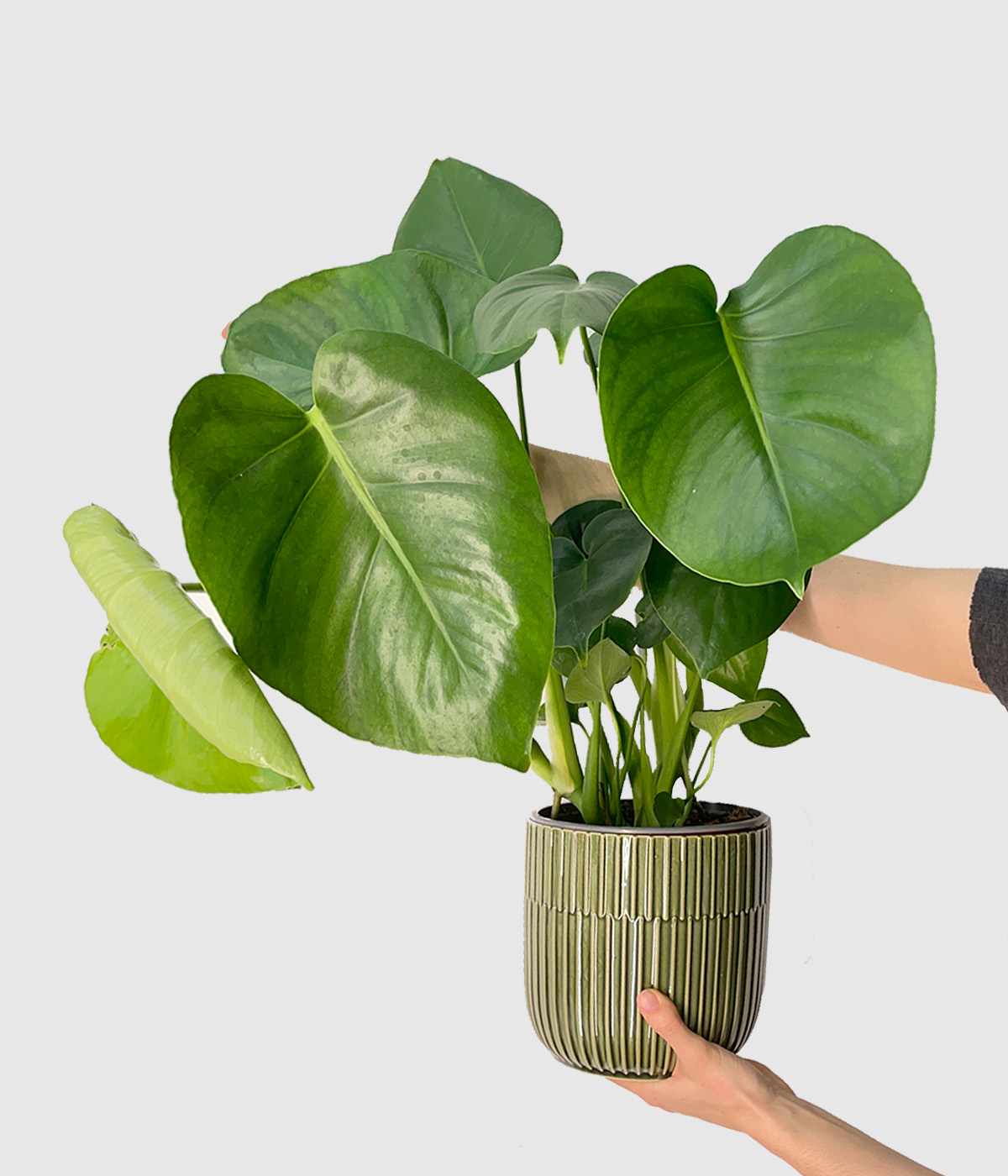 Monstera2