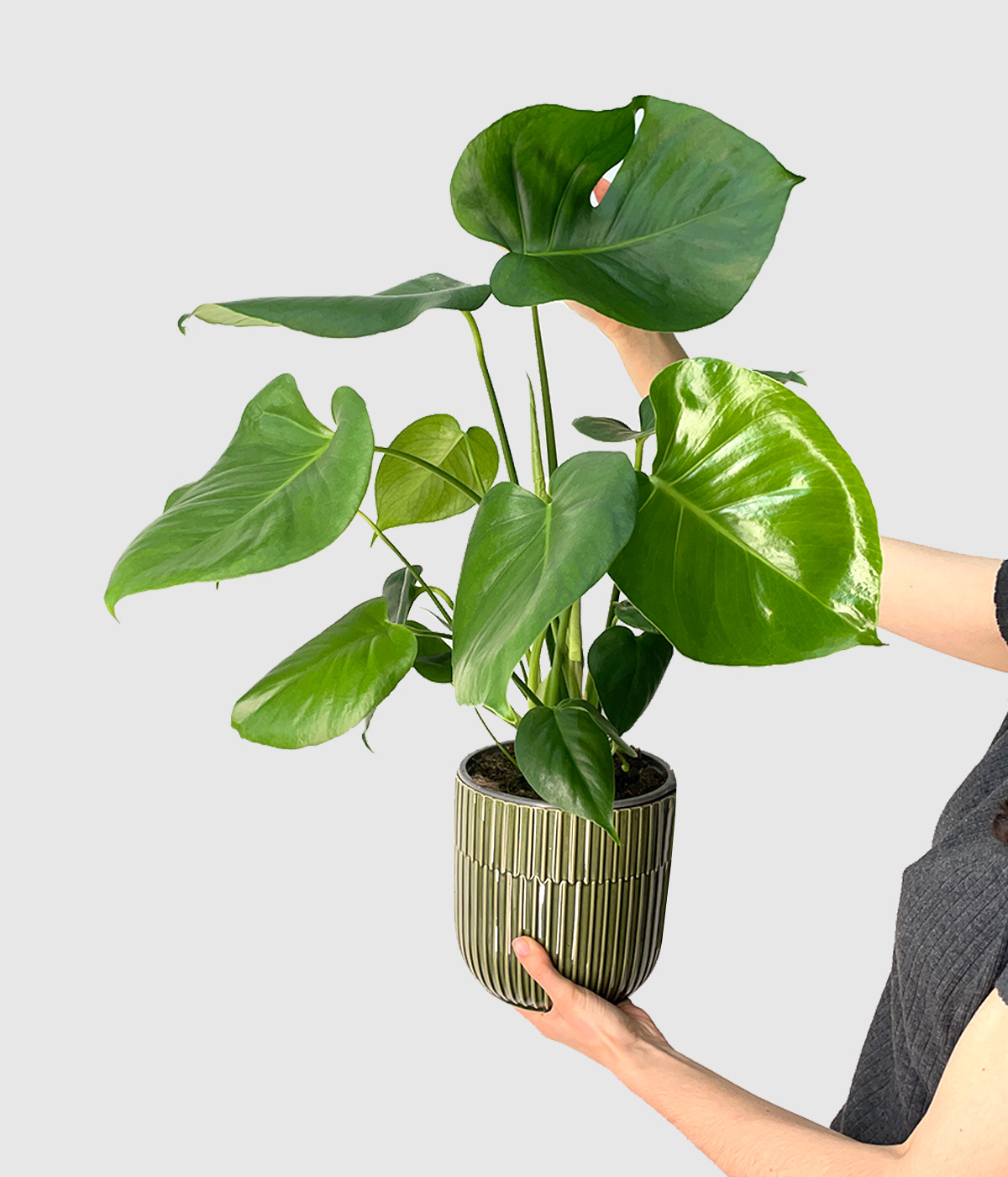 Monstera5