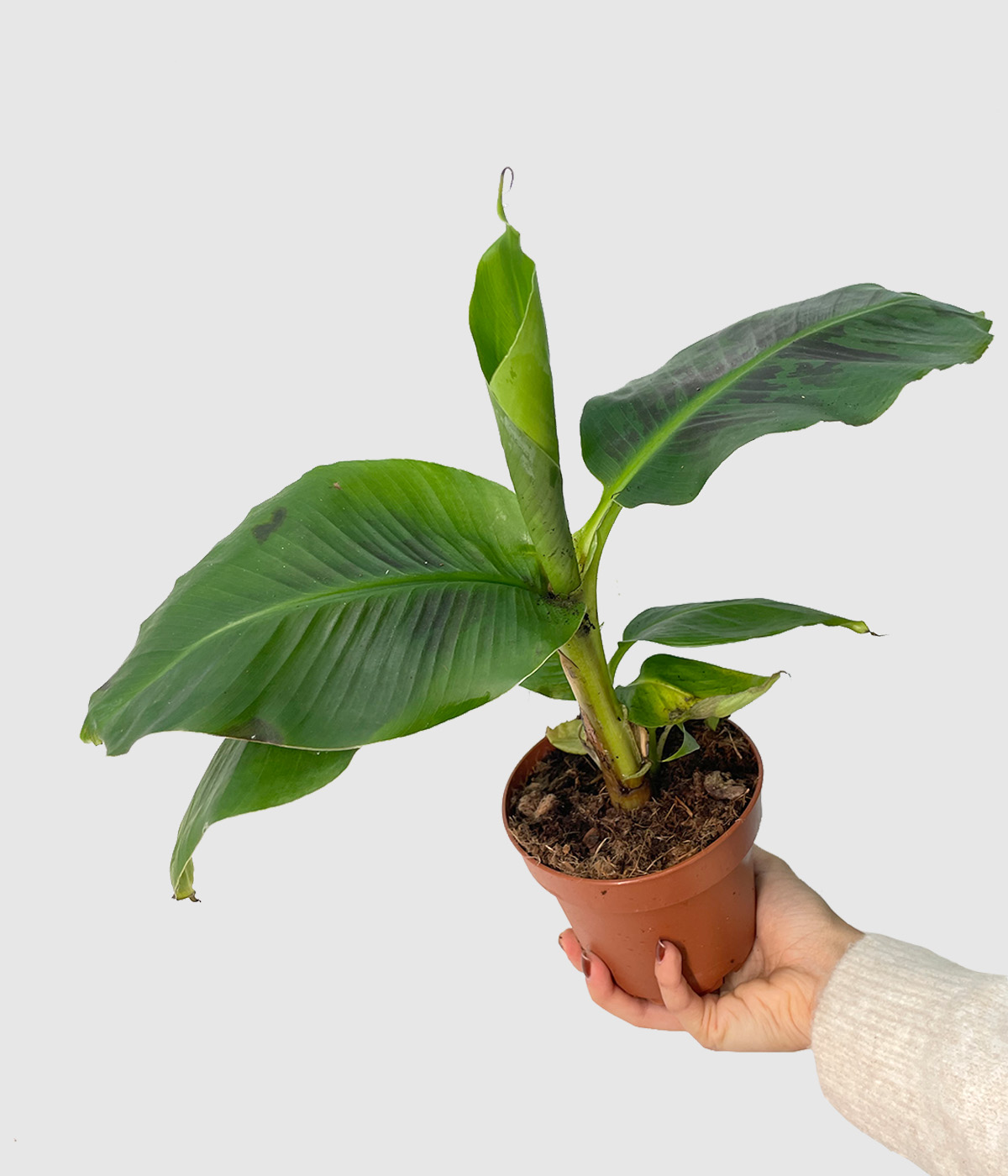 Musa dwarf zalostna